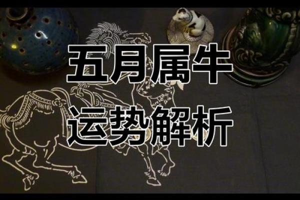 属牛运势全面解析与运程预测