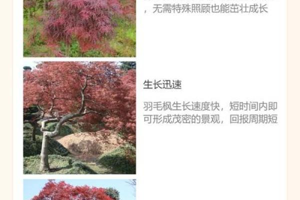 各种树木的别名与习惯称呼