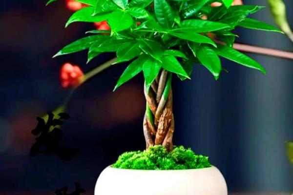 适合办公室的风水植物，助你事业顺利