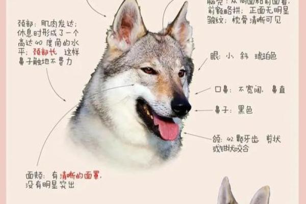 给狼狗取名字时，如何考虑其性格与外貌特征