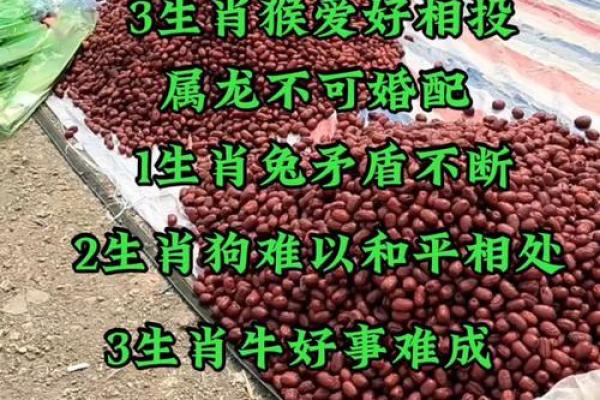 属龙男与属虎女的婚配分析：性格契合还是挑战重重
