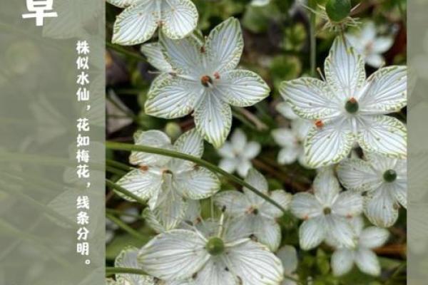 花草的秘密：探索自然界中最美丽的植物名字