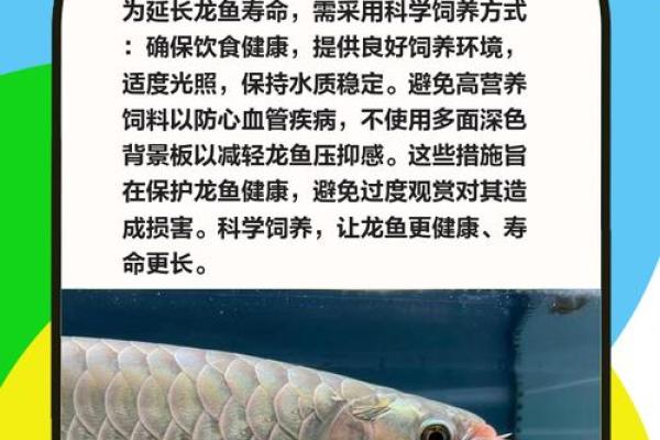 如何利用招财鳕龙鱼提升家居风水和财运