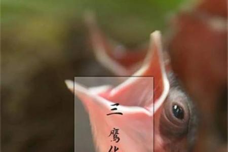 鹰的五行属性揭秘，如何影响它的性格与命运