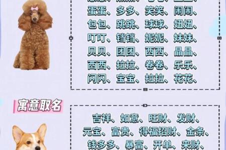 为狗宝宝挑选独特又有意义的名字
